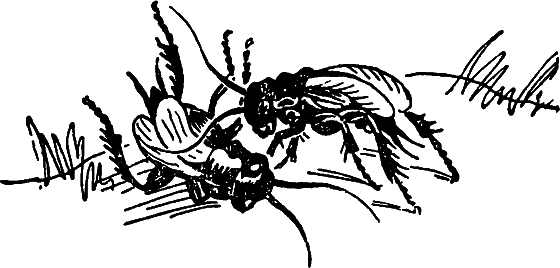 Чудесная пестрокрылка - i_029.png