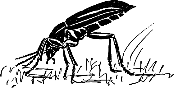 Чудесная пестрокрылка - i_033.png