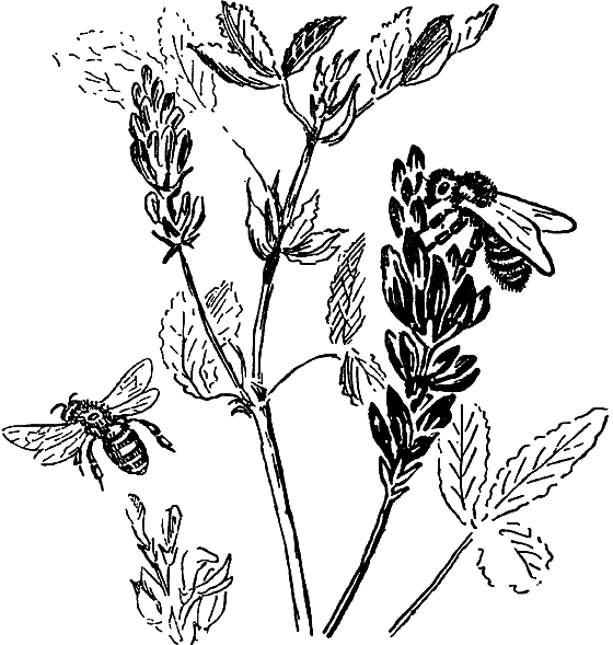 Чудесная пестрокрылка - i_041.png