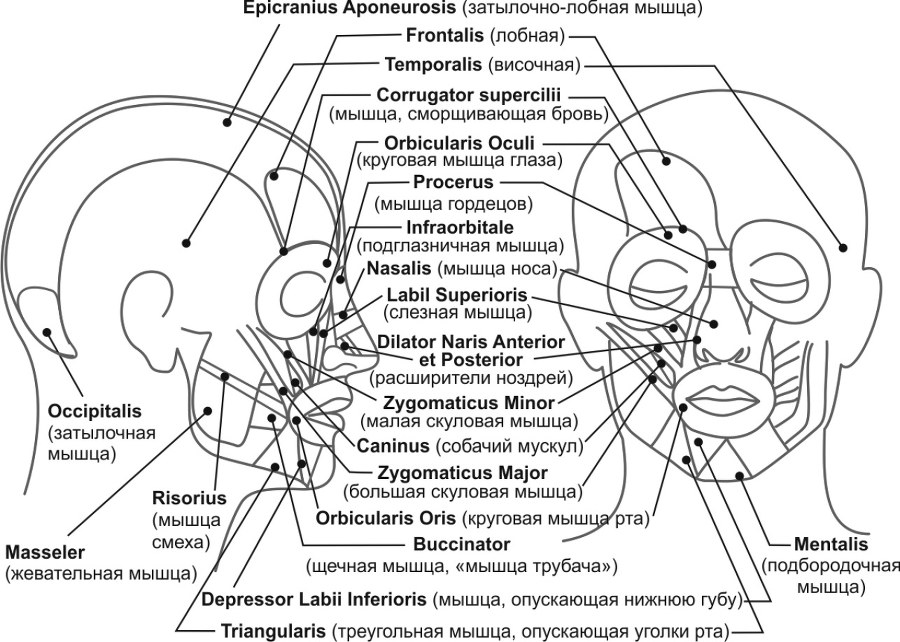 Читай лица! Специальная методика чтения лиц и эмоций - i_017.jpg
