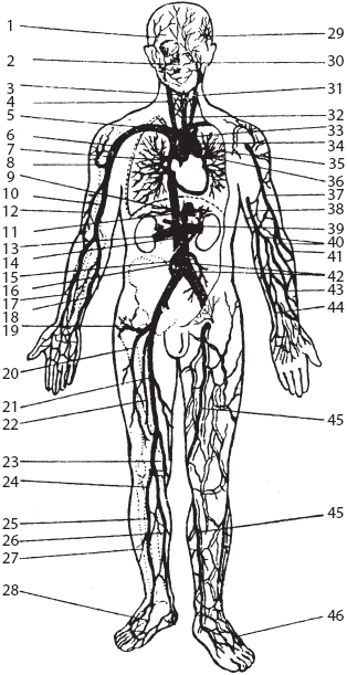 Большой справочник по массажу - _19.png