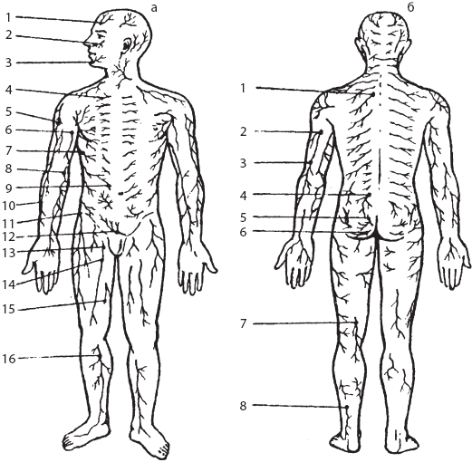 Большой справочник по массажу - _26.png