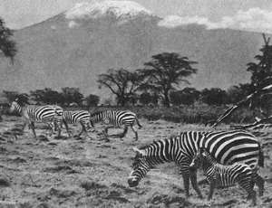 Рекорды в мире природы - i_026.jpg