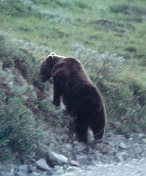 Мохнатый бог - i_054.jpg