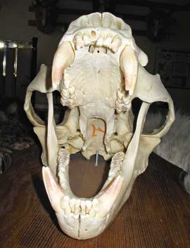 Мохнатый бог - i_074.jpg