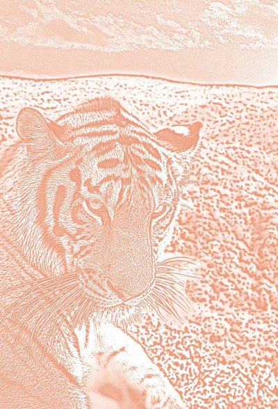 Полосатая кошка, пятнистая кошка - i_002.jpg