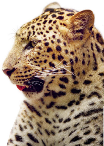 Полосатая кошка, пятнистая кошка - i_005.jpg