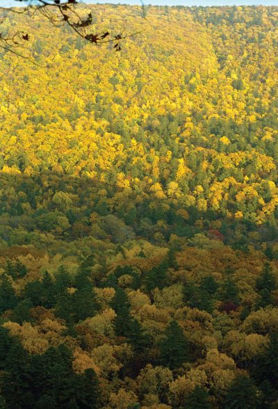 Полосатая кошка, пятнистая кошка - i_009.jpg