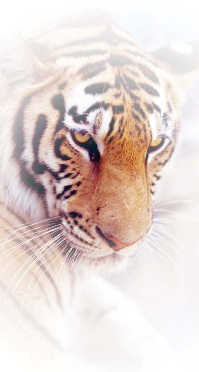 Полосатая кошка, пятнистая кошка - i_010.jpg