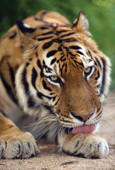 Полосатая кошка, пятнистая кошка - i_012.jpg