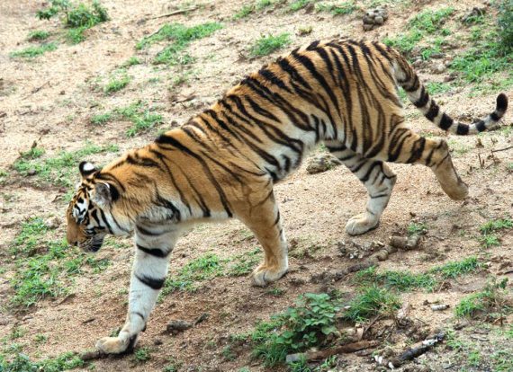 Полосатая кошка, пятнистая кошка - i_013.jpg