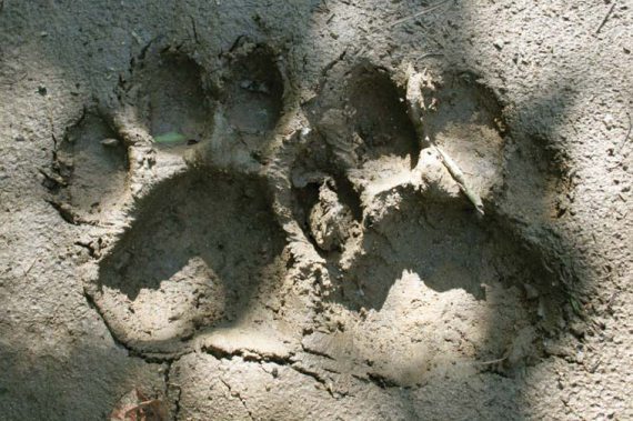 Полосатая кошка, пятнистая кошка - i_014.jpg