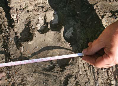 Полосатая кошка, пятнистая кошка - i_015.jpg