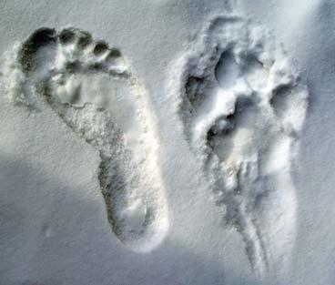 Полосатая кошка, пятнистая кошка - i_016.jpg