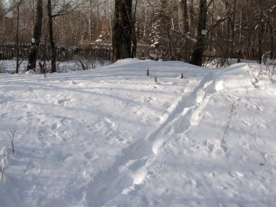 Полосатая кошка, пятнистая кошка - i_017.jpg