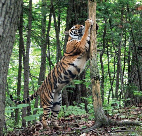 Полосатая кошка, пятнистая кошка - i_018.jpg