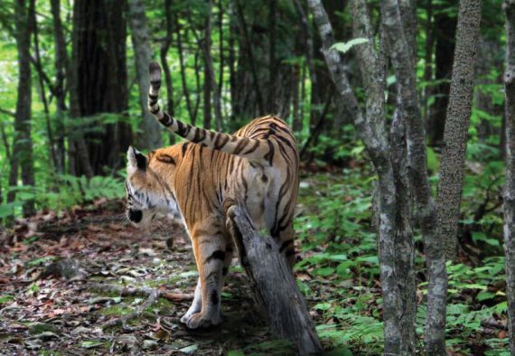 Полосатая кошка, пятнистая кошка - i_019.jpg