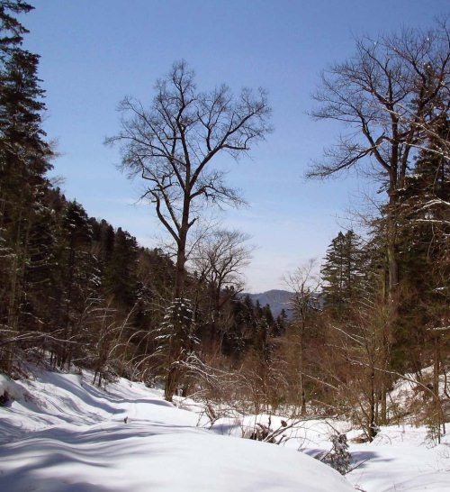 Полосатая кошка, пятнистая кошка - i_020.jpg