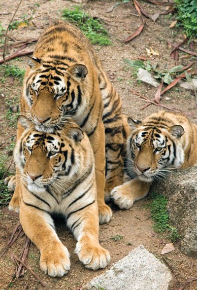 Полосатая кошка, пятнистая кошка - i_022.jpg