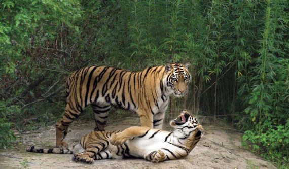 Полосатая кошка, пятнистая кошка - i_023.jpg