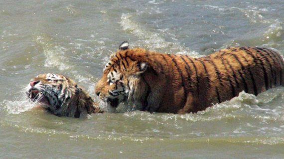 Полосатая кошка, пятнистая кошка - i_025.jpg