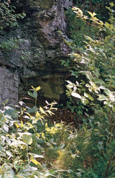 Полосатая кошка, пятнистая кошка - i_026.jpg