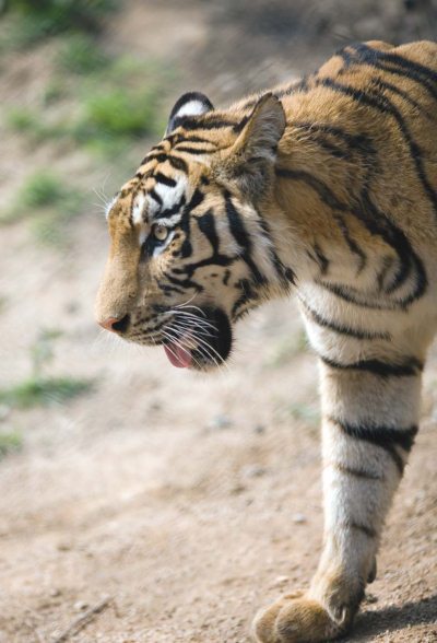 Полосатая кошка, пятнистая кошка - i_028.jpg