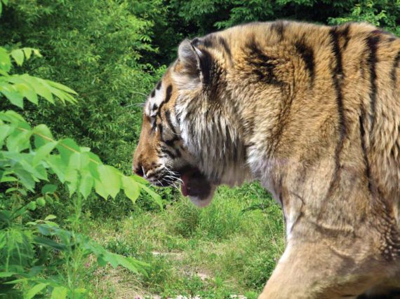 Полосатая кошка, пятнистая кошка - i_033.jpg