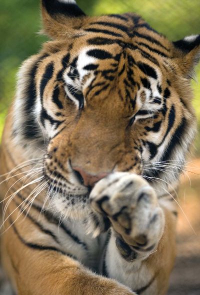 Полосатая кошка, пятнистая кошка - i_035.jpg