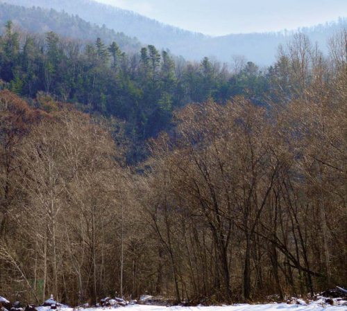 Полосатая кошка, пятнистая кошка - i_039.jpg