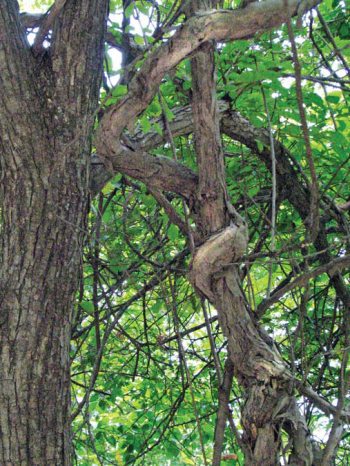 Полосатая кошка, пятнистая кошка - i_040.jpg