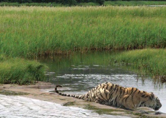 Полосатая кошка, пятнистая кошка - i_045.jpg