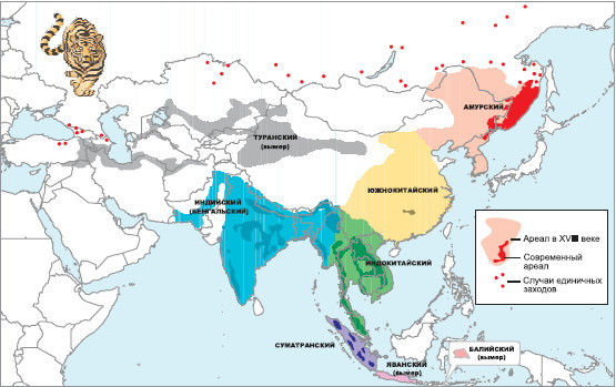 Полосатая кошка, пятнистая кошка - i_049.jpg