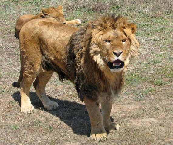 Полосатая кошка, пятнистая кошка - i_050.jpg