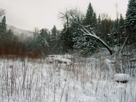 Полосатая кошка, пятнистая кошка - i_055.jpg