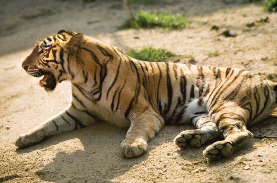 Полосатая кошка, пятнистая кошка - i_059.jpg