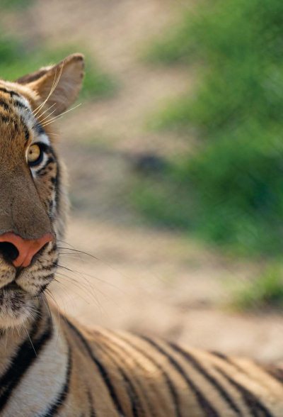 Полосатая кошка, пятнистая кошка - i_062.jpg