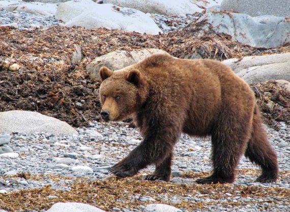 Полосатая кошка, пятнистая кошка - i_065.jpg