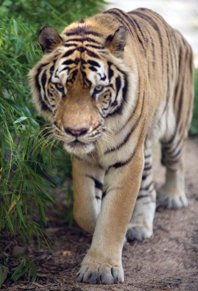 Полосатая кошка, пятнистая кошка - i_082.jpg