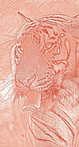 Полосатая кошка, пятнистая кошка - i_108.jpg