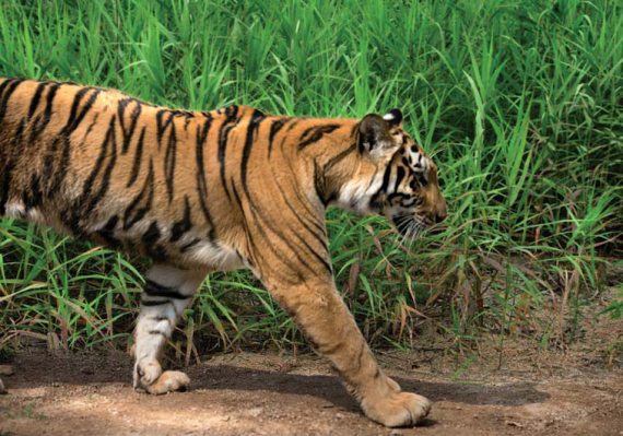 Полосатая кошка, пятнистая кошка - i_109.jpg