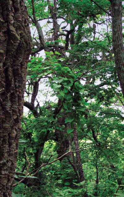 Полосатая кошка, пятнистая кошка - i_110.jpg