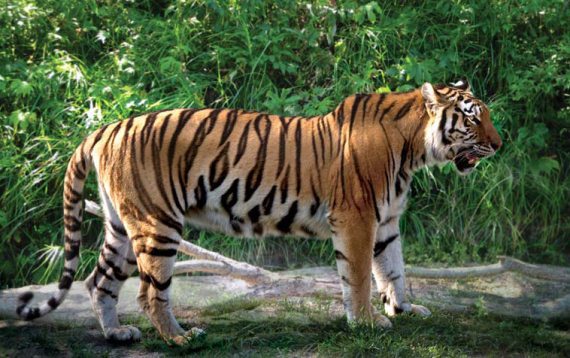 Полосатая кошка, пятнистая кошка - i_111.jpg