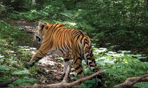 Полосатая кошка, пятнистая кошка - i_113.jpg