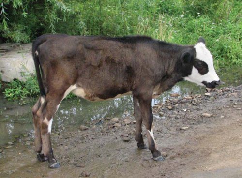 Полосатая кошка, пятнистая кошка - i_114.jpg