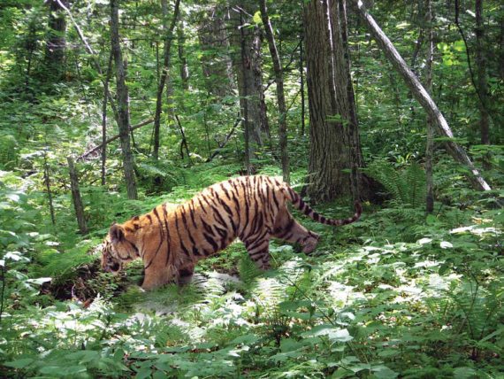 Полосатая кошка, пятнистая кошка - i_115.jpg