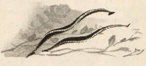 Кто в реке живет - _6.jpg