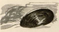 Кто в реке живет - _8.jpg