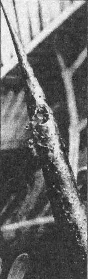 Тайны открытий XX века - i_118.jpg