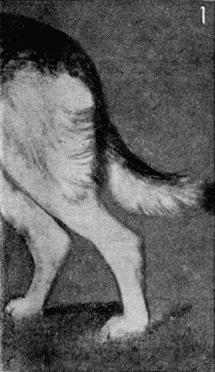 Племенное дело в служебном собаководстве - i_059.jpg